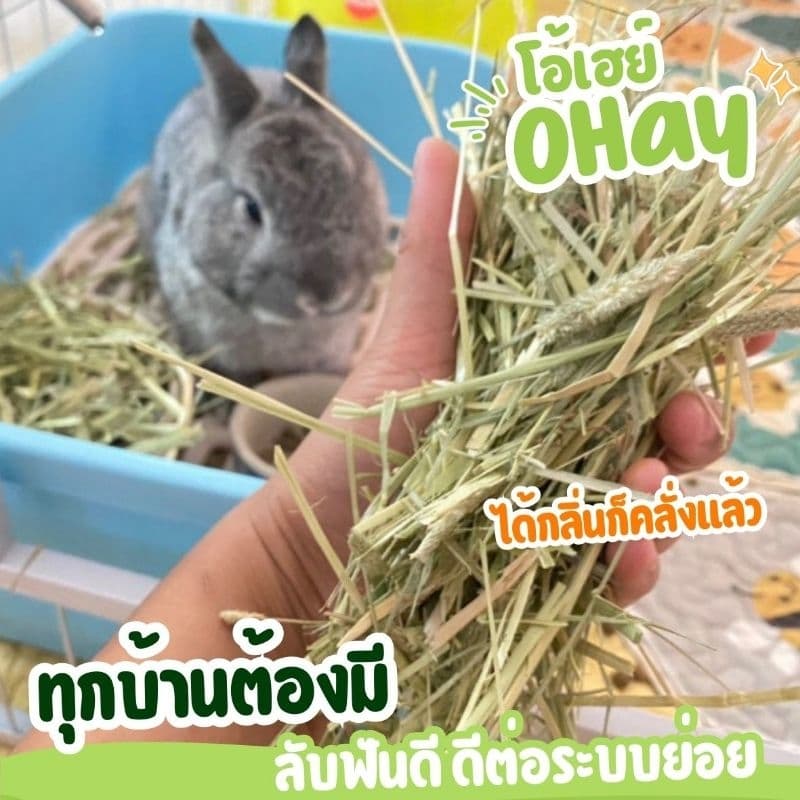 Ohay หญ้ากระต่ายโปรสุดคุ้ม 5 โล 10 โล หญ้าทิมโมธีคัท 1 อัลฟาฟ่า และทิโมธีคัท 3 รูปที่ 4