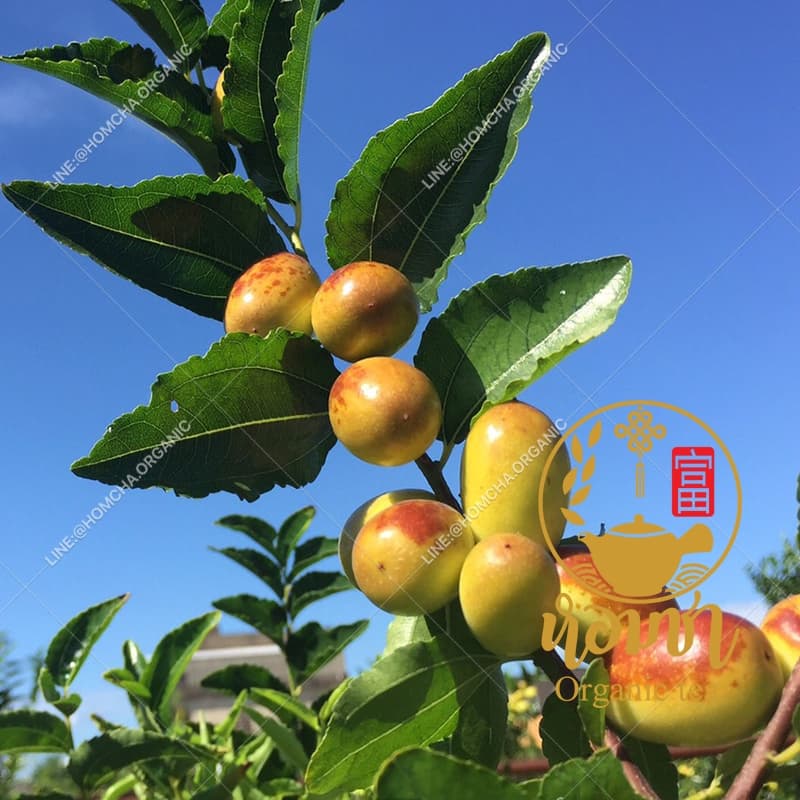 ชาพุทราจีน พุทราจีนแห้ง เกรด AA ใหญ่ สด ใหม่ สะอาด เต็มชิ้น ไม่ใช่เศษ Chinese jujube Tea รูปที่ 5