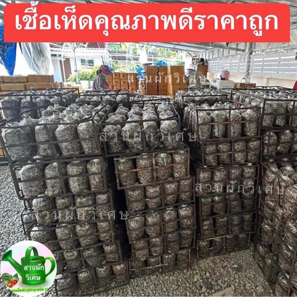 ก้อนเชื้อเห็ดฟาง6ก้อน รูปที่ 6