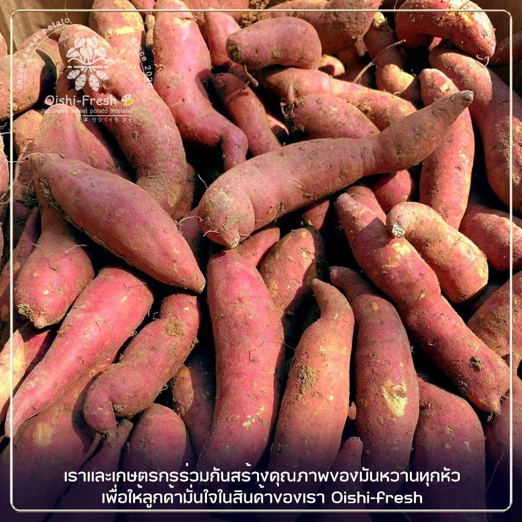 Oishi-Fresh มันหวานญี่ปุ่นปลูกไทยเบนิฮารุกะ โอกินาว่า เพอเพิ่ลสวีท เผาพร้อมทาน หอม หวาน จัดส่ง 24 ชม. รูปที่ 4