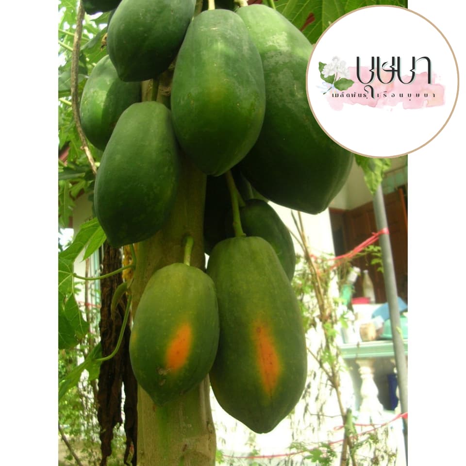 เมล็ดมะละกอเรดเลดี้ 5 บาท 10 เมล็ด รูปที่ 5