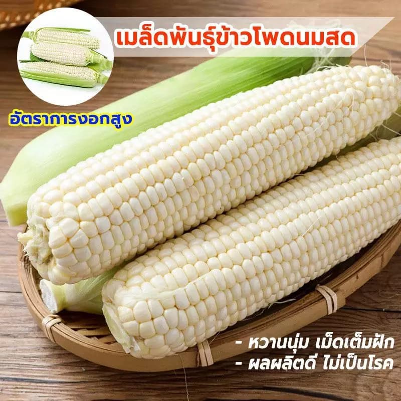ข้าวโพดนมสด เมล็ดข้าวโพดพันธ์ุนมสด ข้าวโพดหวาน น่าปลูก อร่อย น่าทาน หายาก บรรจุ ซองละ 20 เมล็ด รูปที่ 1