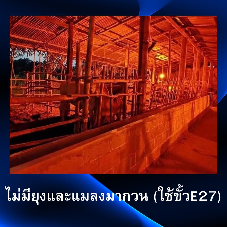 หลอดไฟ LED ไล่ยุงและแมลง แสงสีส้มแดง ไฟคอกวัว ใช้ไฟบ้าน 220V ขั้วE27 Anti-Mosquito 4 ขนาด 45/65/85/125W รูปที่ 5