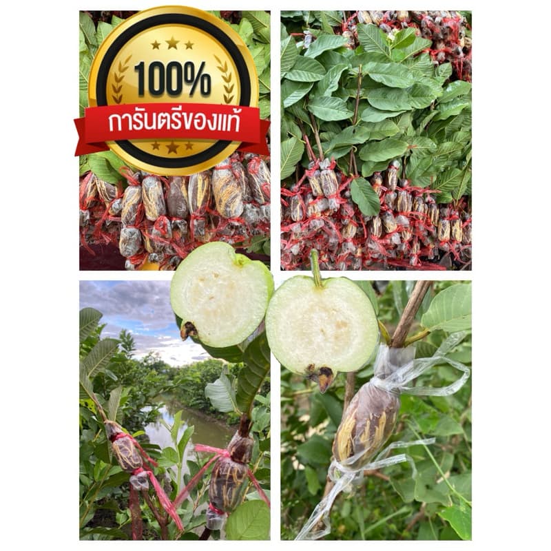 ฝรั่งพันธุ์กิมจูแท้% 1ชุดจัดส่งจำนวน10กิ่ง กิ่งละ15บาทรากพร้อมปลูก ตัดสดจากสวน ทุกวัน รูปที่ 1