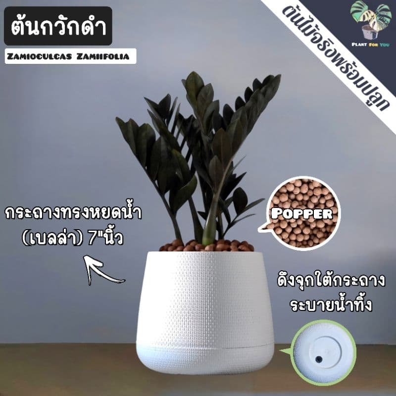 ต้นกวักมรกตดำ Zamioculcas zamifolia พร้อมกระถาง+เม็ดPopper+ขาตั้ง รูปที่ 3