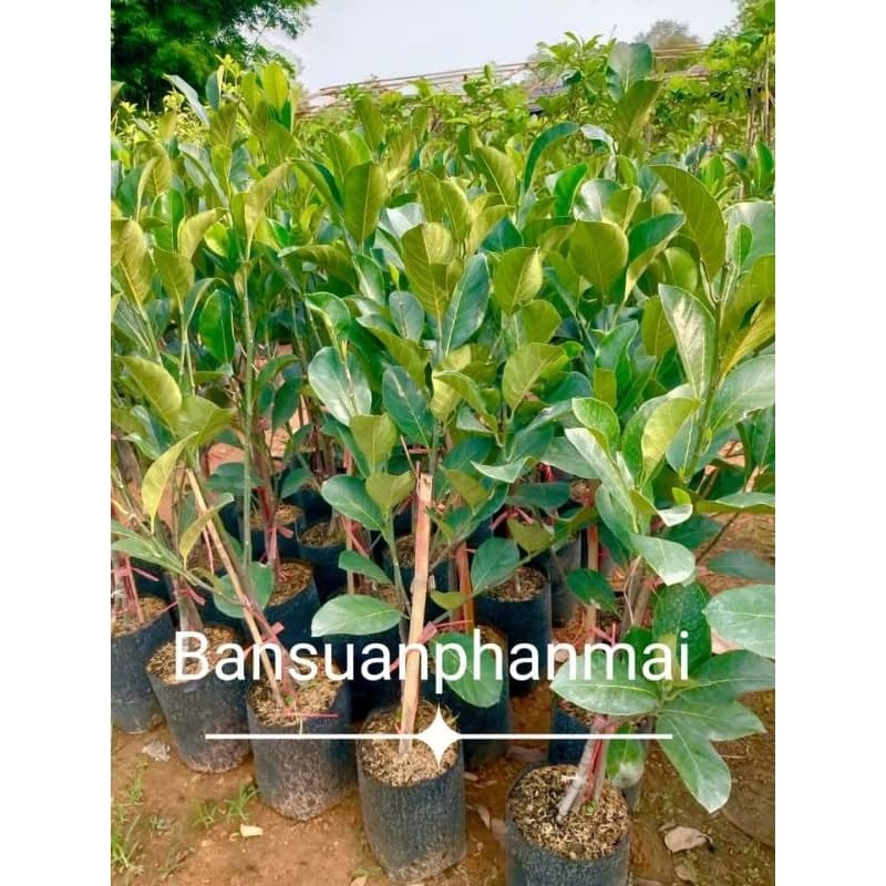 ต้นขนุน พันธุ์เพชรราชา ต้นทาบกิ่ง สูง 90-100 ซม. รูปที่ 1
