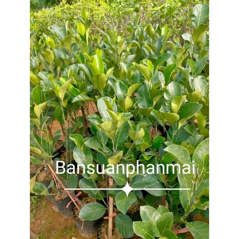 ต้นขนุน พันธุ์เพชรราชา ต้นทาบกิ่ง สูง 90-100 ซม. รูปที่ 3