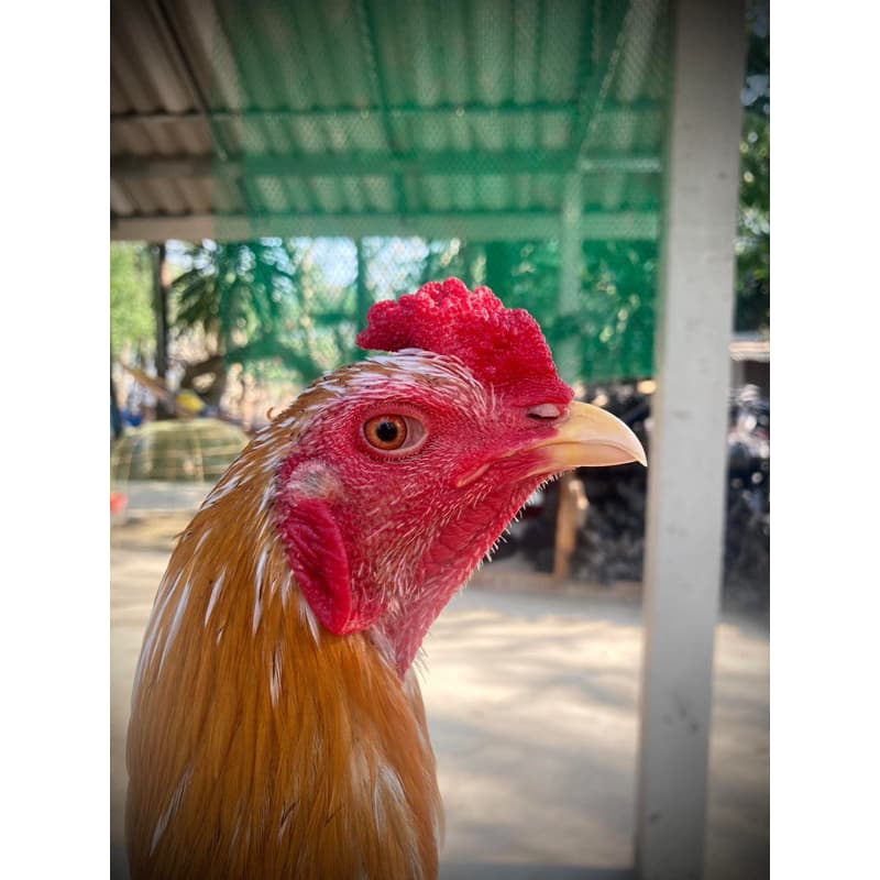 ไข่เชื้อไก่เหลืองหางขาว สายสวยงามและประกวด ใบละ 120 รูปที่ 3
