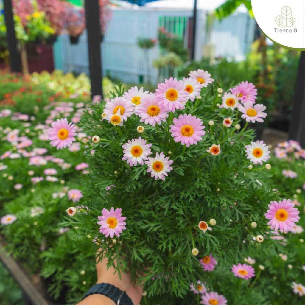 T198 เดซี่ปารีส มีให้เลือกหลายสี ดอกไม้กินได้ - กระถาง 8 นิ้ว รูปที่ 1