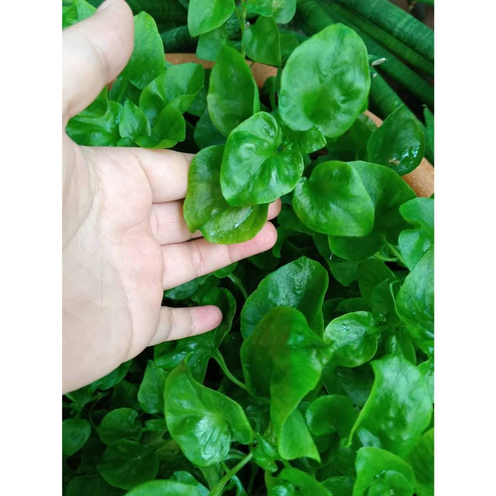 ต้นกล้า วอเตอร์เครส สีเขียว green watercress สลัดน้ำ กล้าละ 10บาท รูปที่ 6