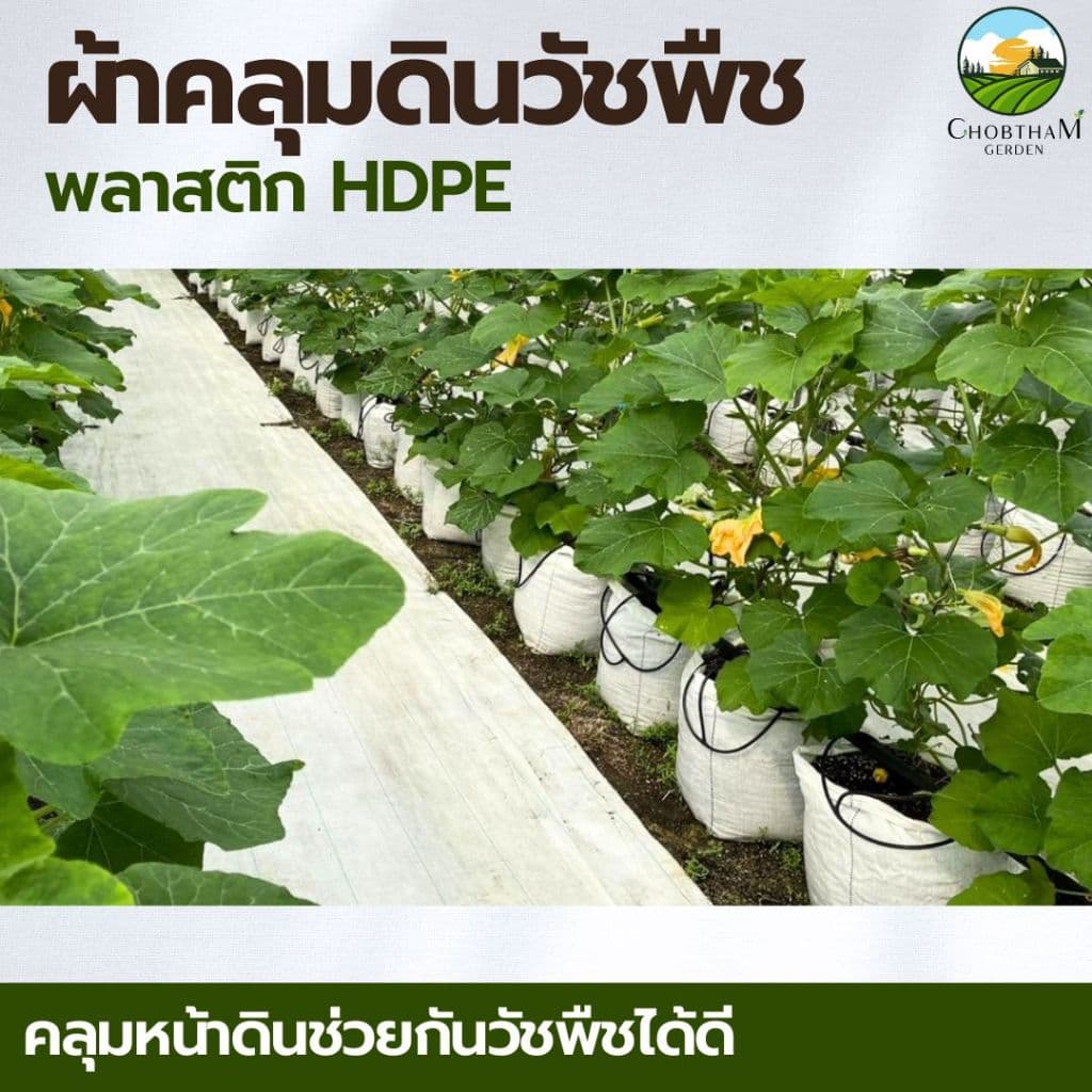 ผ้าคลุมดินสีขาว รุ่นน้ำไหลเร็ว! น้ำระบายไว ลดอุณหภูมิของดิน 0.9m x 50m รูปที่ 4