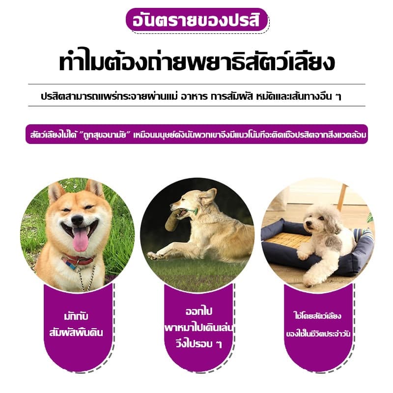 1วินาทีฆ่าเห็บหมัดกำจัดเห็บและหมัด 500ml กำจัดหมัดหมา กำจัดหมัดแมว กำจัดเห็บหมัด สูตรพืช ปลอดภัย ไม่ทำร้ายสัตว์เลี้ย รูปที่ 2