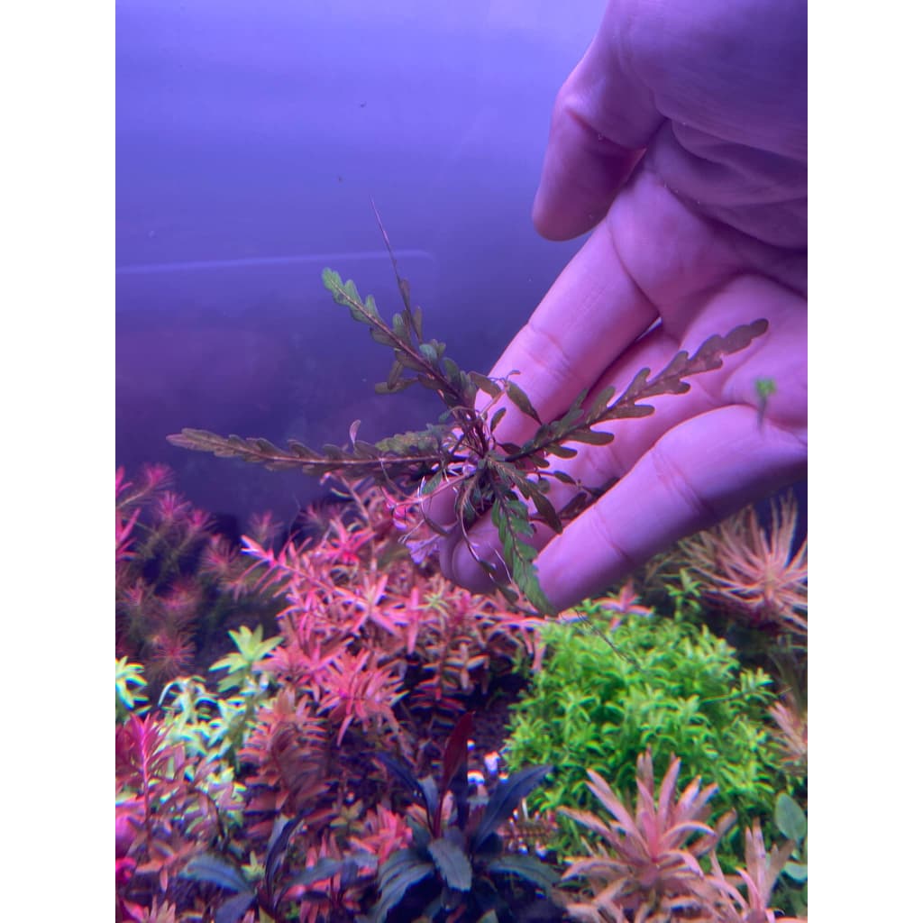 Hygrophilia Pinnatifida ไมยราบน้ำ รูปที่ 1
