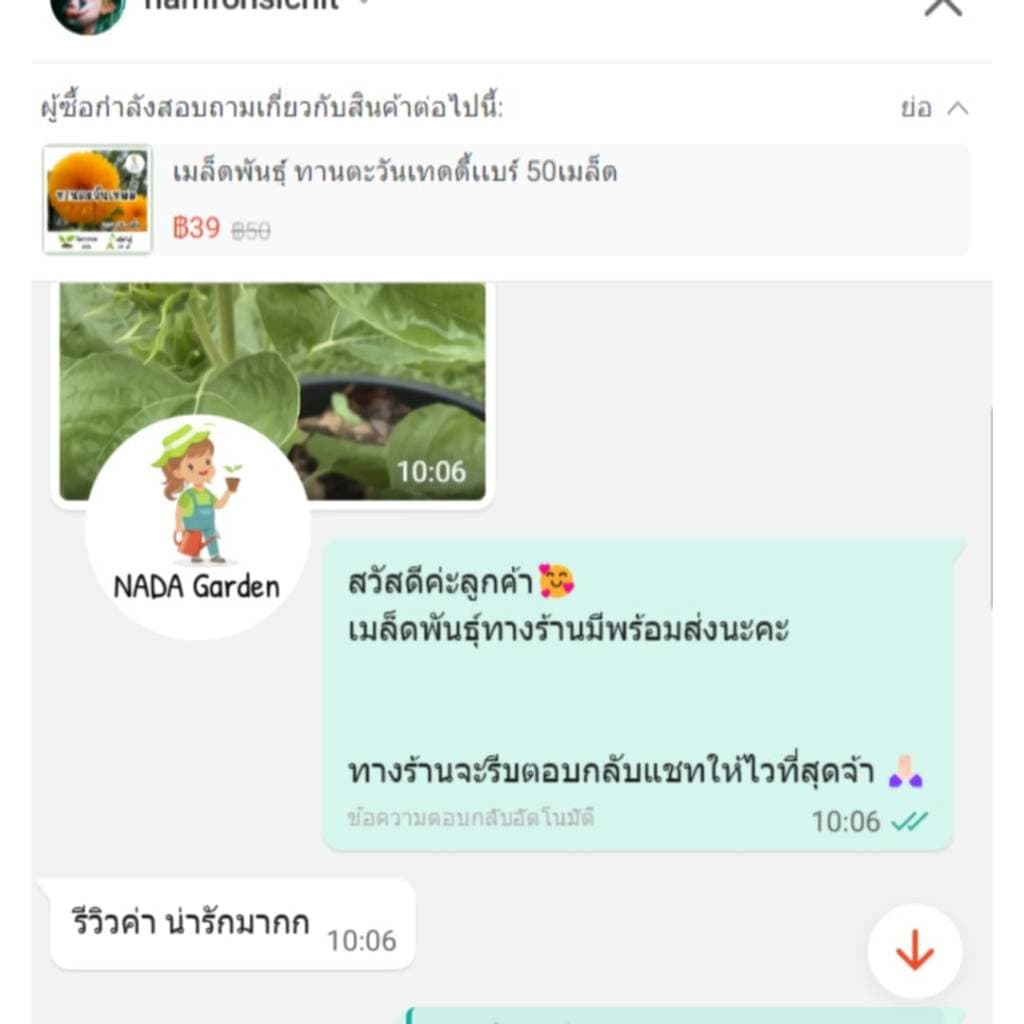 เมล็ดพันธุ์ ทานตะวันเทดดี้เเบร์ 50เมล็ด รูปที่ 5