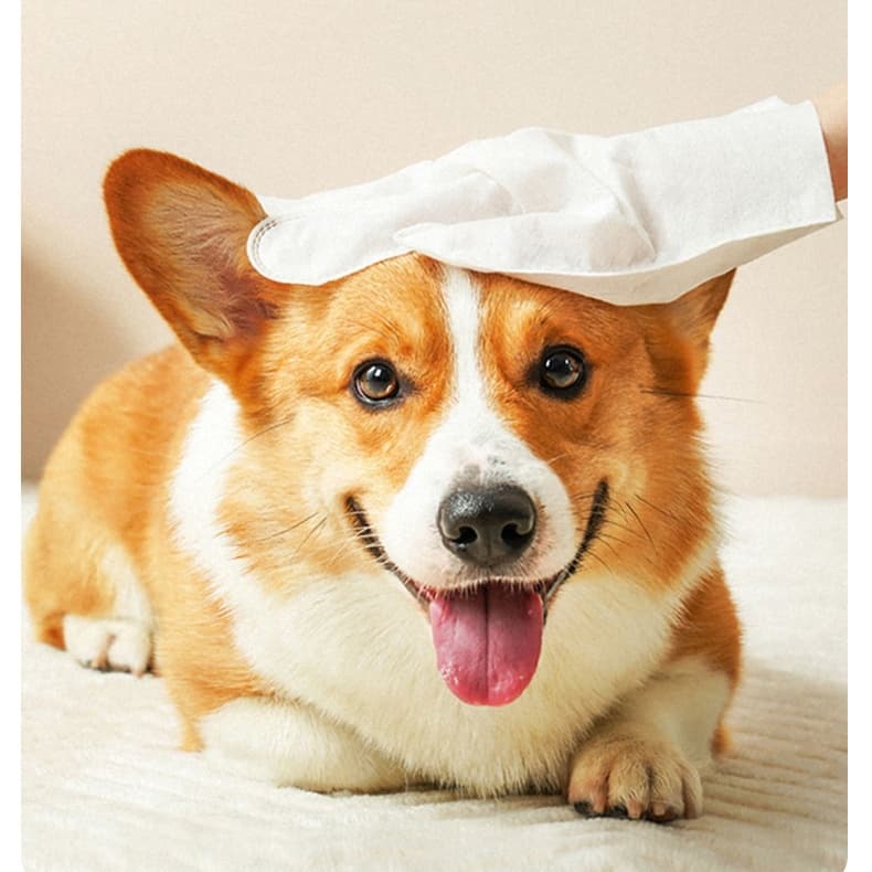 Pet Assistant ถุงมือสัตว์เลี้ยงแบบใช้แล้วทิ้ง ถุงมือสปา ถุงมืออาบน้ำแมว สุนัข ไม่ระคายเคืองผิว 6pcs รูปที่ 6