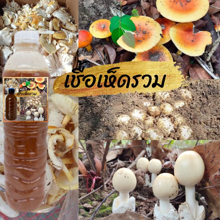 เชื้อเห็ดป่ารวม | สูตรเส้นใยบริสุทธิ์ เดินเชื้อเร็ว | โอกาสเกิดสูงขึ้น | สูตรเฉพาะ | รูปที่ 1