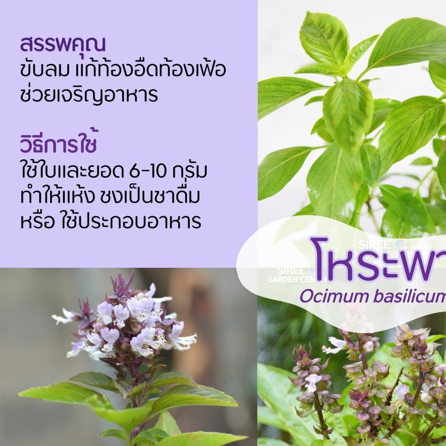 เมล็ด​พันธุ์​โหระพาใบใหญ่400​-1000 เมล็ด อัตรางอกสูง เก็บเกี่ยวเร็ว รูปที่ 6