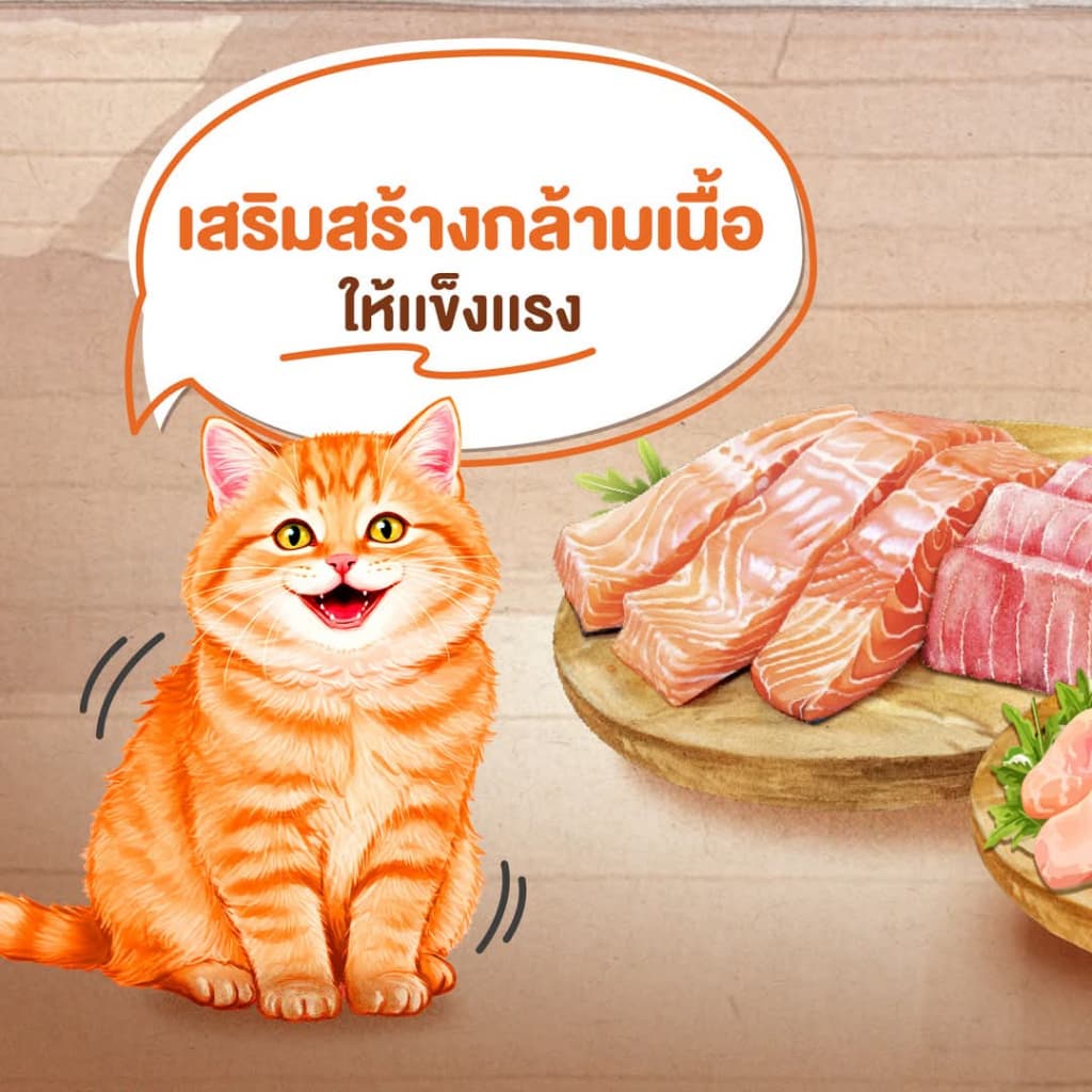 Cat N Joy อาหารแมว สูตรแมวโต อายุตั้งแต่1ปีขึ้นไป เน้นการดูดซึมที่ดี ทานง่าย ควบคุมความเค็ม รูปที่ 4