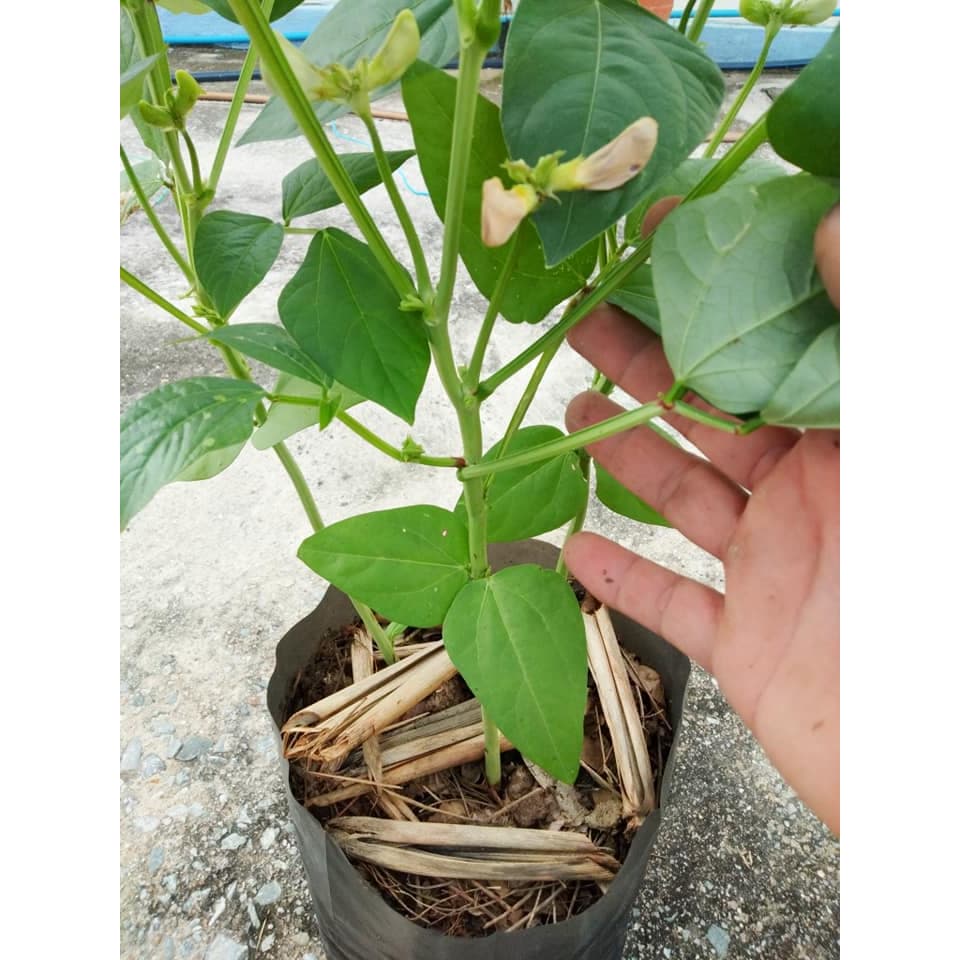 เมล็ดพันธุ์ ถั่วฝักยาวเตี้ยไร้ค้าง ถั่วพุ่ม 150 เมล็ด ปลูกง่าย ชอบแดด ดูแลง่าย เหมาะกับมือใหม่ รูปที่ 5