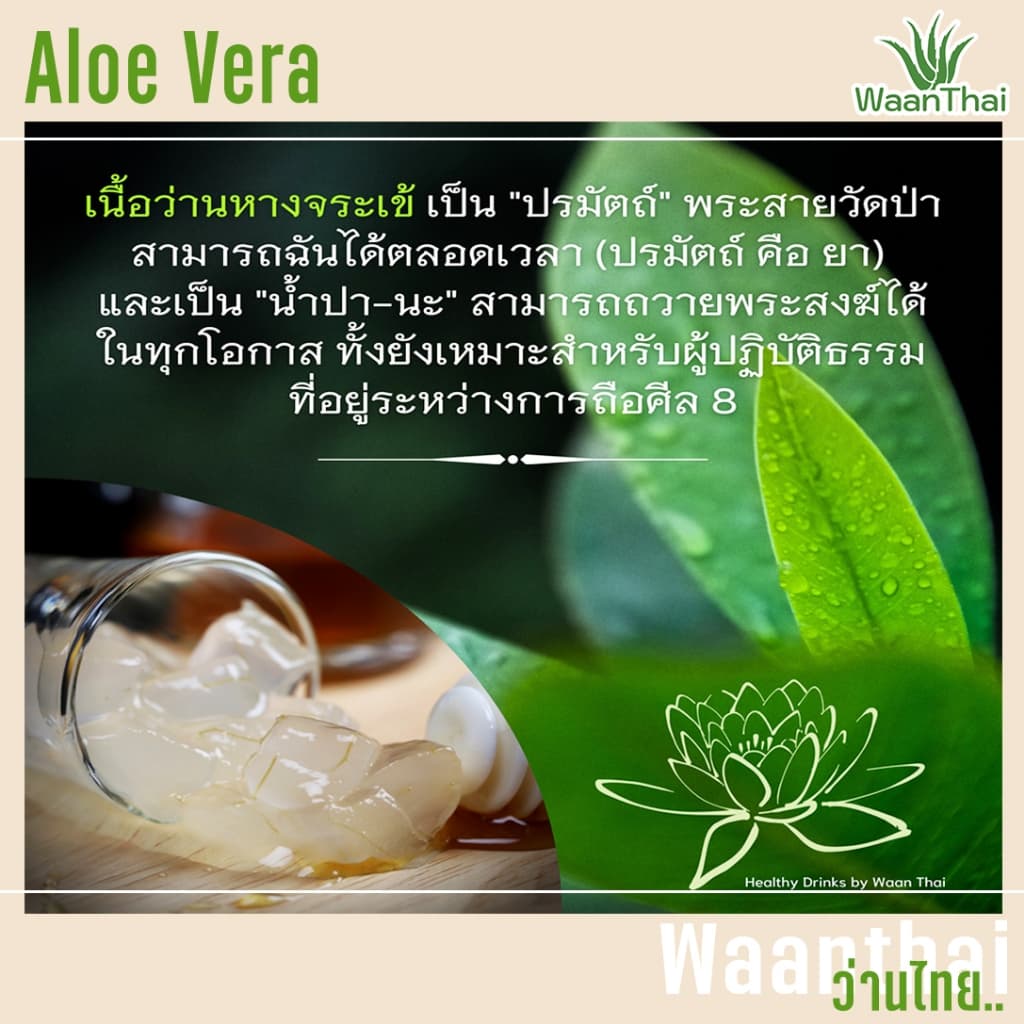 ว่านไทย เนื้อว่านหางจระเข้ผสมน้ำองุ่นขาว และ น้ำผึ้งผสมมนะนาว ขนาด 210 กรัม รูปที่ 7