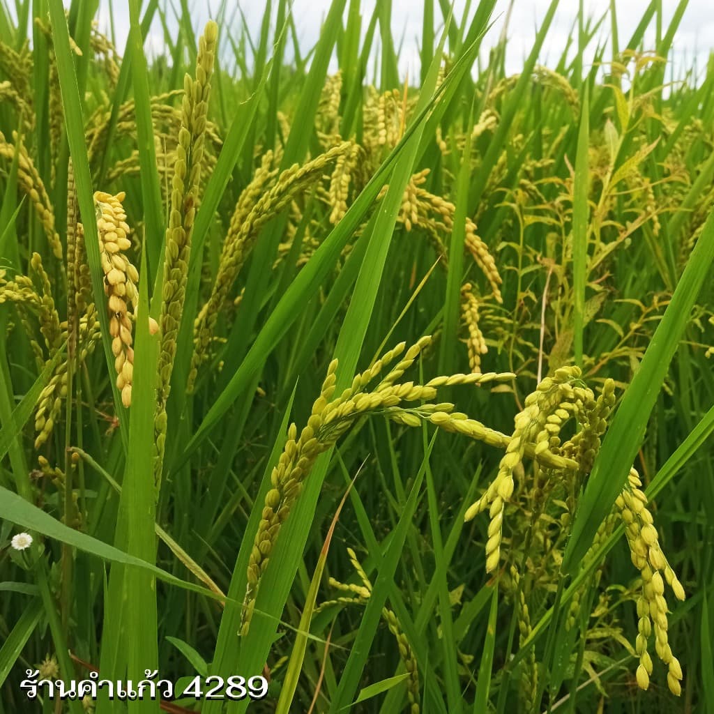 เมล็ดพันธุ์ข้าวญี่ปุ่น บรรจุ 1 Kg. พันธุ์ข้าวอย่างดี คัดพิเศษ ปลูกได้ตลอดปี ปลูกเองขายเองโดยวิธีธรรมชาติ รูปที่ 7