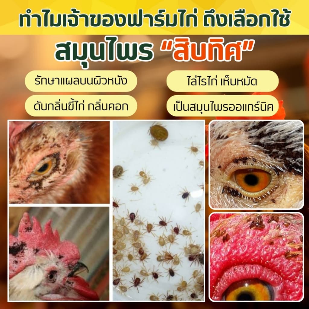 น้ำยากำจัดไรไก่ เห็บ หมัด ลดอาการคัด ป้องกันขนร่วง ไล่ยุง ไล่แมลง กำจัดเห็บหมัด ออแกนิค ปลอดภัยต่อสัตว์เลี้ยงและผู้ใช้ รูปที่ 5