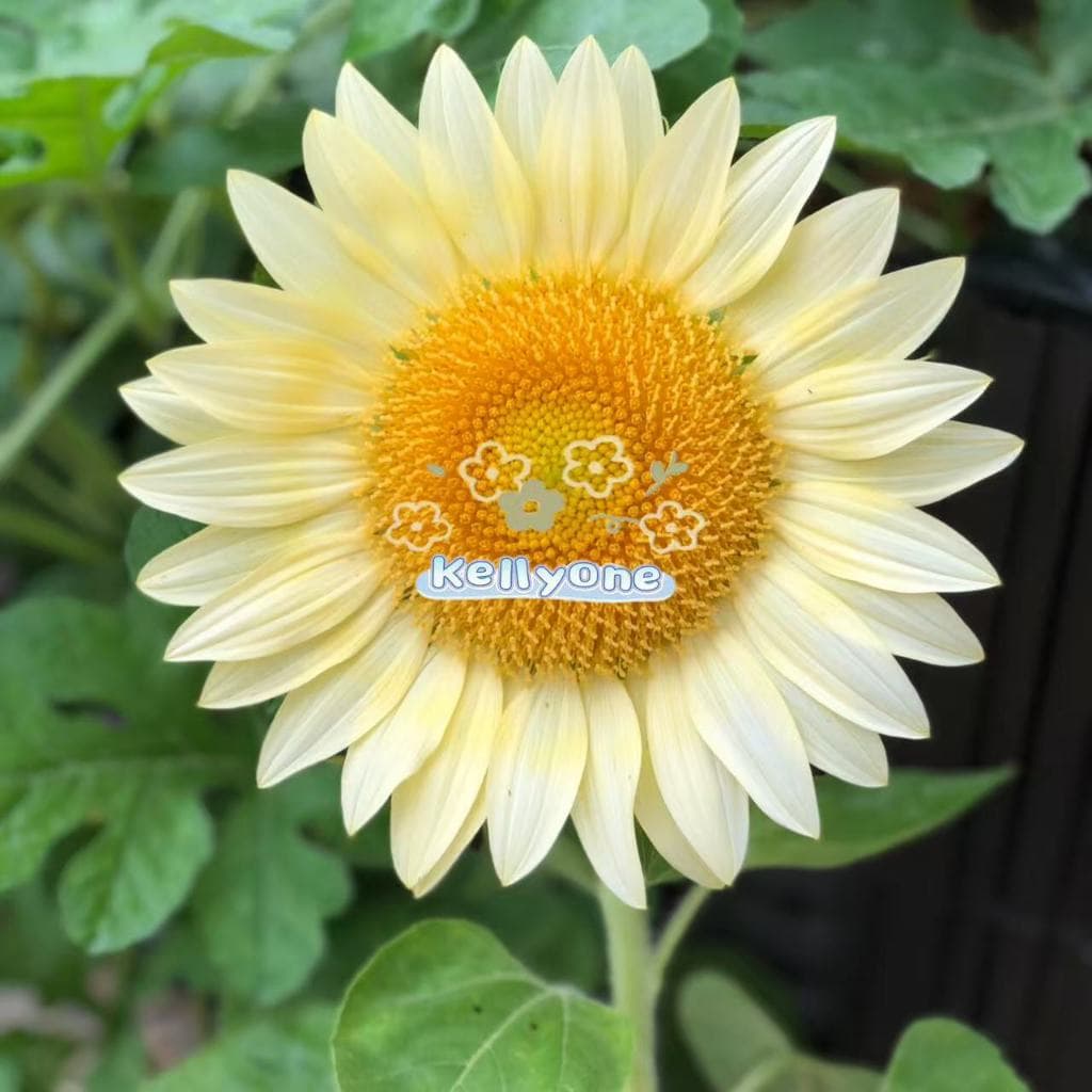 เมล็ดพันธุ์​ดอกไม้ นานาชนิด เมล็ดเยอะ เหมาะสำหรับบ้านและสวนขนาดเล็ก รูปที่ 3