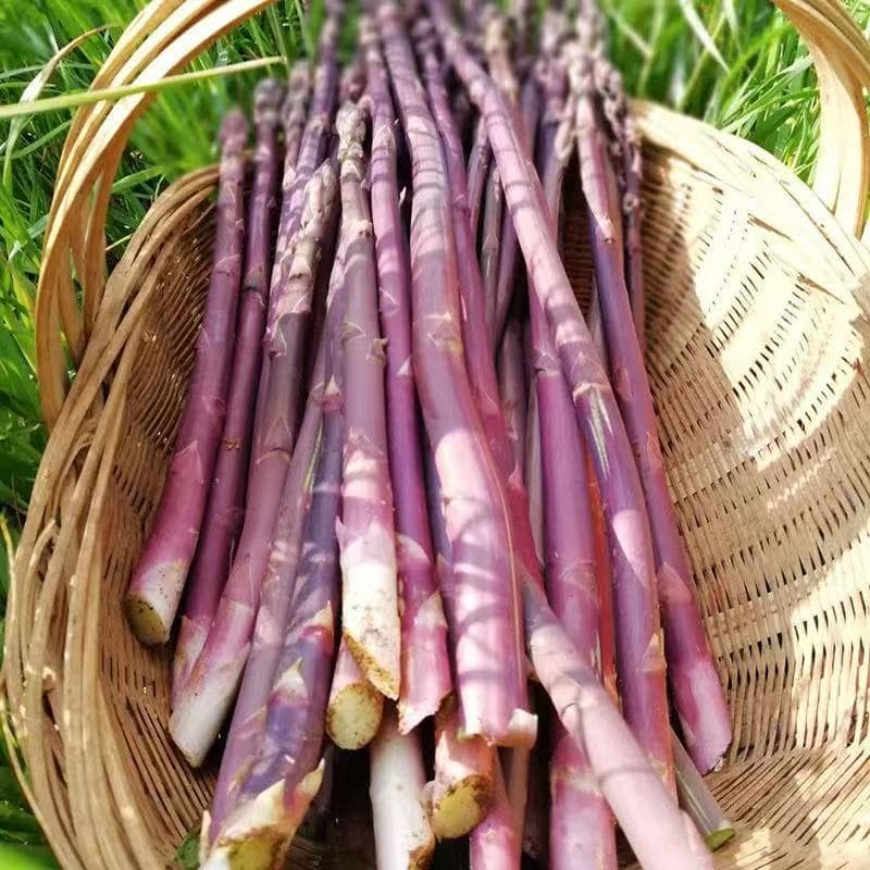 10 เมล็ดเมล็ดพันธุ์หน่อไม้ฝรั่งสีม่วง อเมริกันเมล็ดหน่อไม้ฝรั่งสีม่วง!!งอกง่าย โตไวพุ่มใหญ่ทานอร่อย รูปที่ 4