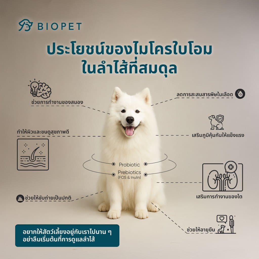 PetFlow โพรไบโอติกของสัตว์เลี้ยง สูตรดูแลระบบขับถ่าย Medical Grade Probiotic รูปที่ 6