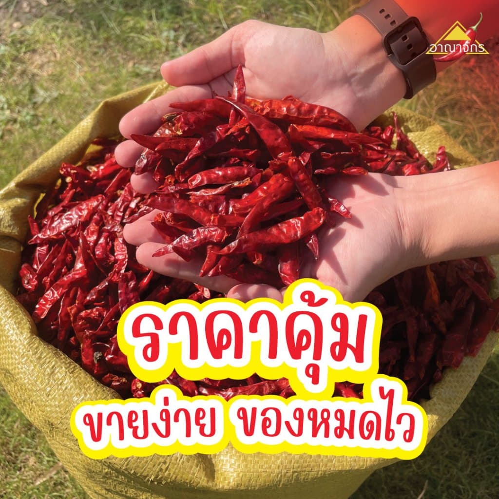 พริกแห้ง จินดา 5 กก. เม็ดอวบ ทำน้ำพริก ทำพริกแกง ทำพริกป่น และ อาหารอื่นๆ รูปที่ 7