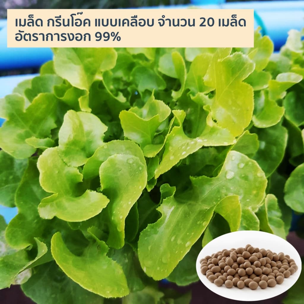 เมล็ดพันธุ์ผักสลัดเคลือบ ปลูกง่าย งอกเร็ว 99% ปลูกในบ้าน ไฮโดรโปนิกส์ ผักปลอดสาร กรีนโอ๊ค ผักคอส รูปที่ 6