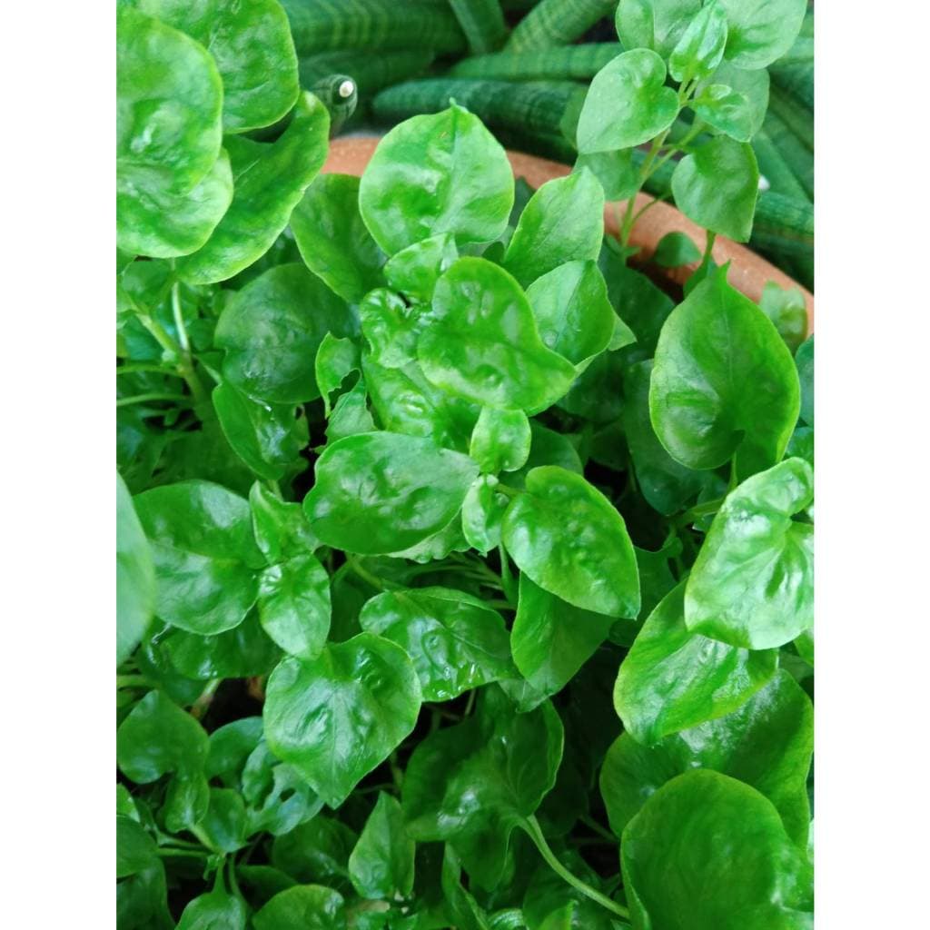 ต้นกล้า วอเตอร์เครส สีเขียว green watercress สลัดน้ำ กล้าละ 10บาท รูปที่ 4