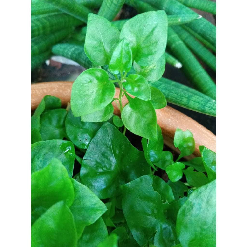 ต้นกล้า วอเตอร์เครส สีเขียว green watercress สลัดน้ำ กล้าละ 10บาท รูปที่ 3