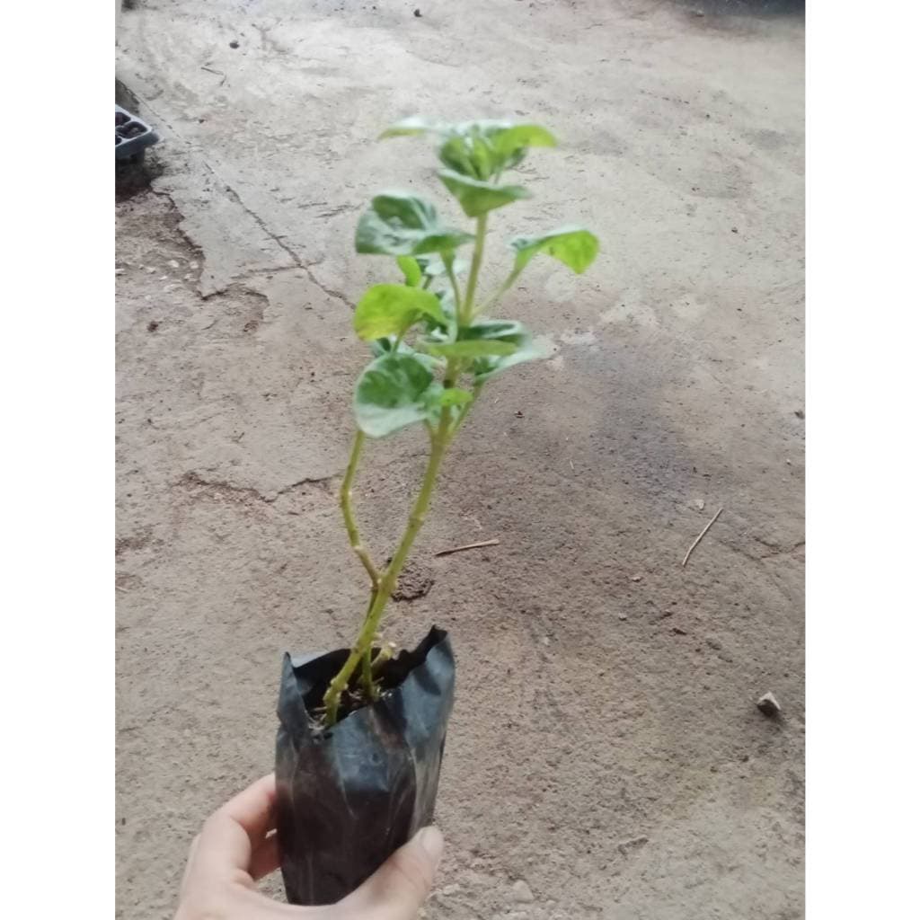 ต้นกล้า วอเตอร์เครส สีเขียว green watercress สลัดน้ำ กล้าละ 10บาท รูปที่ 7