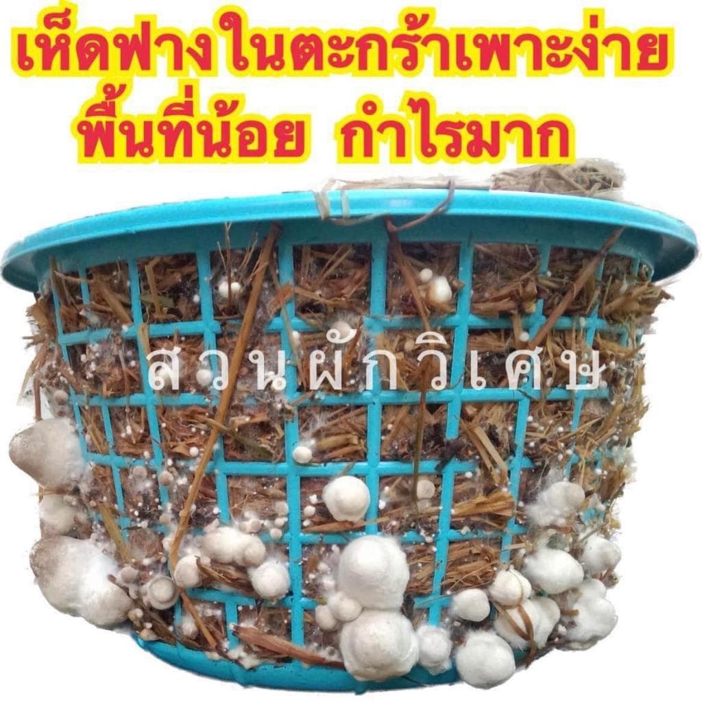 ก้อนเชื้อเห็ดฟาง6ก้อน รูปที่ 2