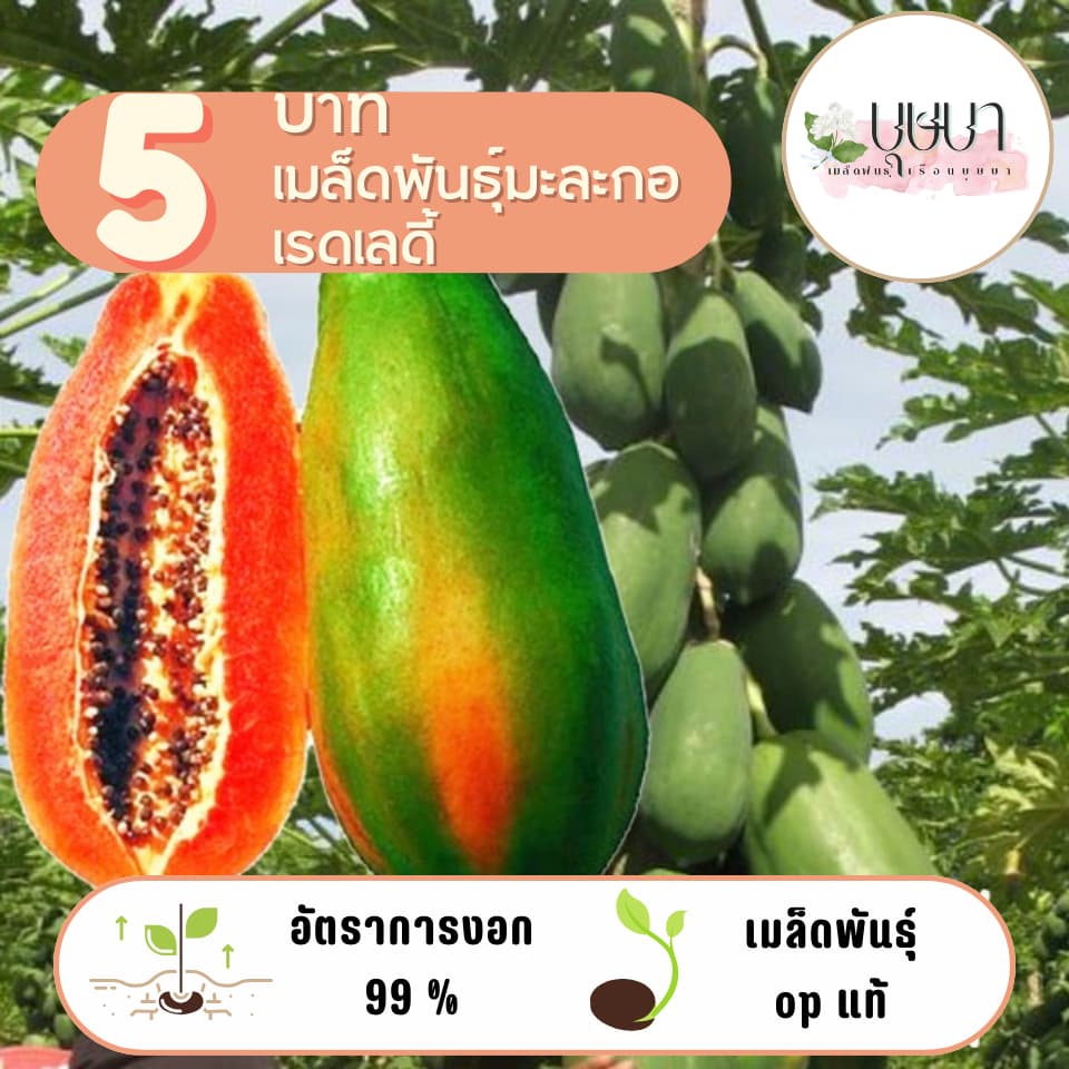 เมล็ดมะละกอเรดเลดี้ 5 บาท 10 เมล็ด รูปที่ 1
