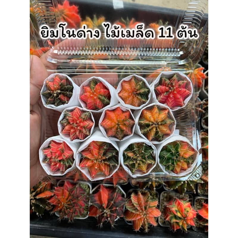 กล่องสุ่ม 69 ยิมโนด่างไม้เมล็ด แน่นกล่อง‼ คละสีตามภาพ รูปที่ 1