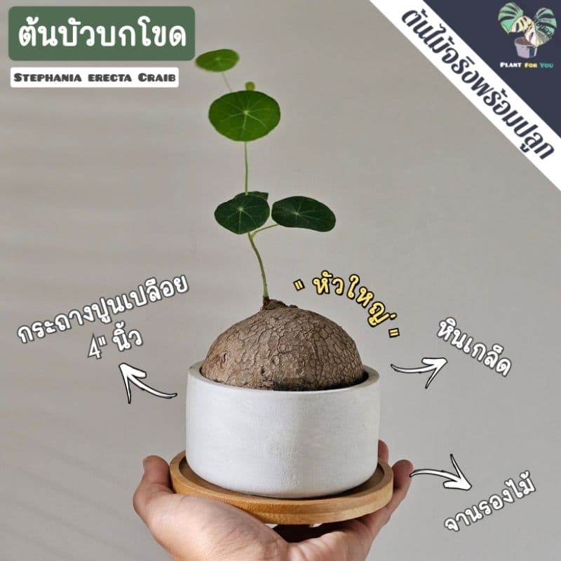 ต้นบัวบกโขด พร้อมกระถาง+จานรองไม้+หินภูเขาไฟแต่งหน้ากระถาง รูปที่ 6