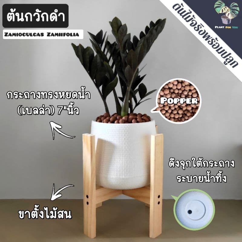 ต้นกวักมรกตดำ Zamioculcas zamifolia พร้อมกระถาง+เม็ดPopper+ขาตั้ง รูปที่ 1