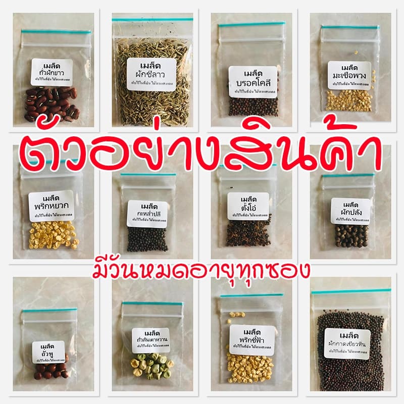 เมล็ดพันธุ์แตงกวา ผักสวนครัว 40-100 เมล็ด ผลตรง สีเขียว เนื้อกรอบ รสหวานฉ่ำ ปลูกง่าย ชอบแดด รูปที่ 9