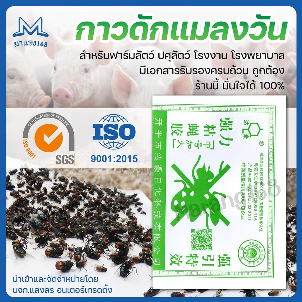 กาวดักแมลงวัน ยกลัง รุ่นกระดาษ แพ็ค ขายดี! รูปที่ 4