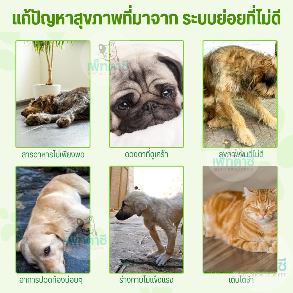 Oimmal 3-in-1 Probiotic โปรไบโอติค สุนัข แมว ระบบย่อย เพิ่มแบคทีเรียดี ท้องเสีย ท้องอืด ปรับลำไส้ รูปที่ 3