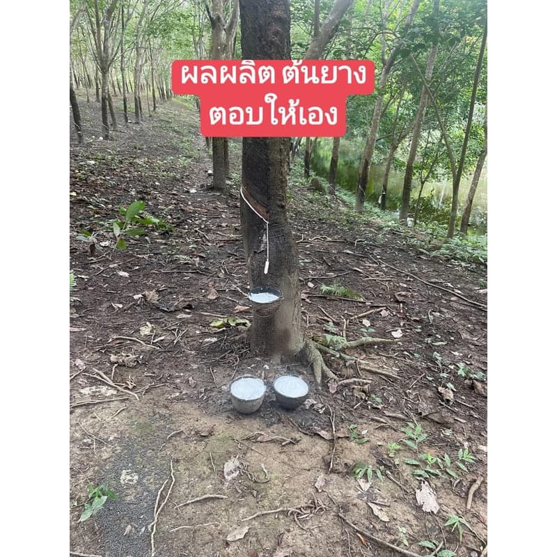 กรีนเพาเวอร์พลัส 1 ขวด รูปที่ 7