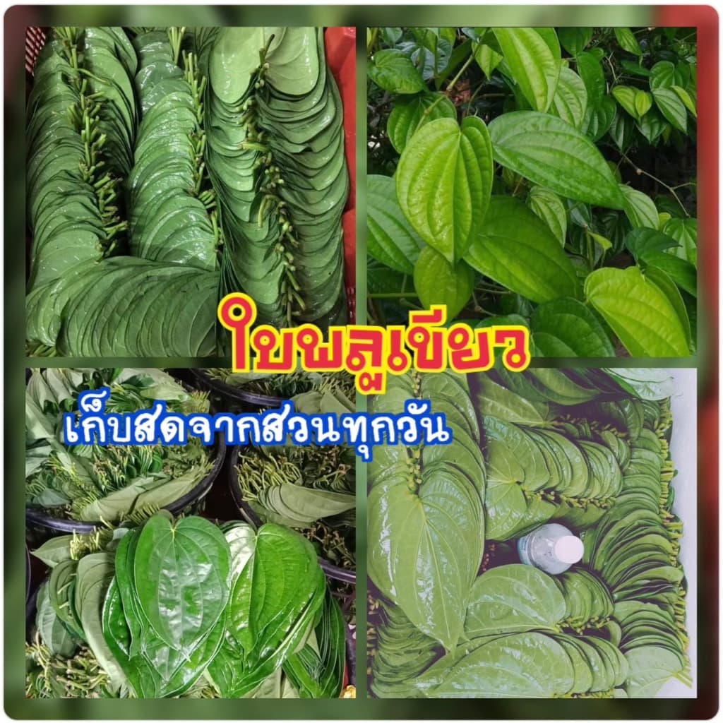 พลูเขียวใต้ พลูเล็ก กลาง คัดใบสวย จำนวน 1 กิโลกรัม พลูเขียวใต้ คัดใบสวย จำนวน 1 กิโลกรัม รูปที่ 1