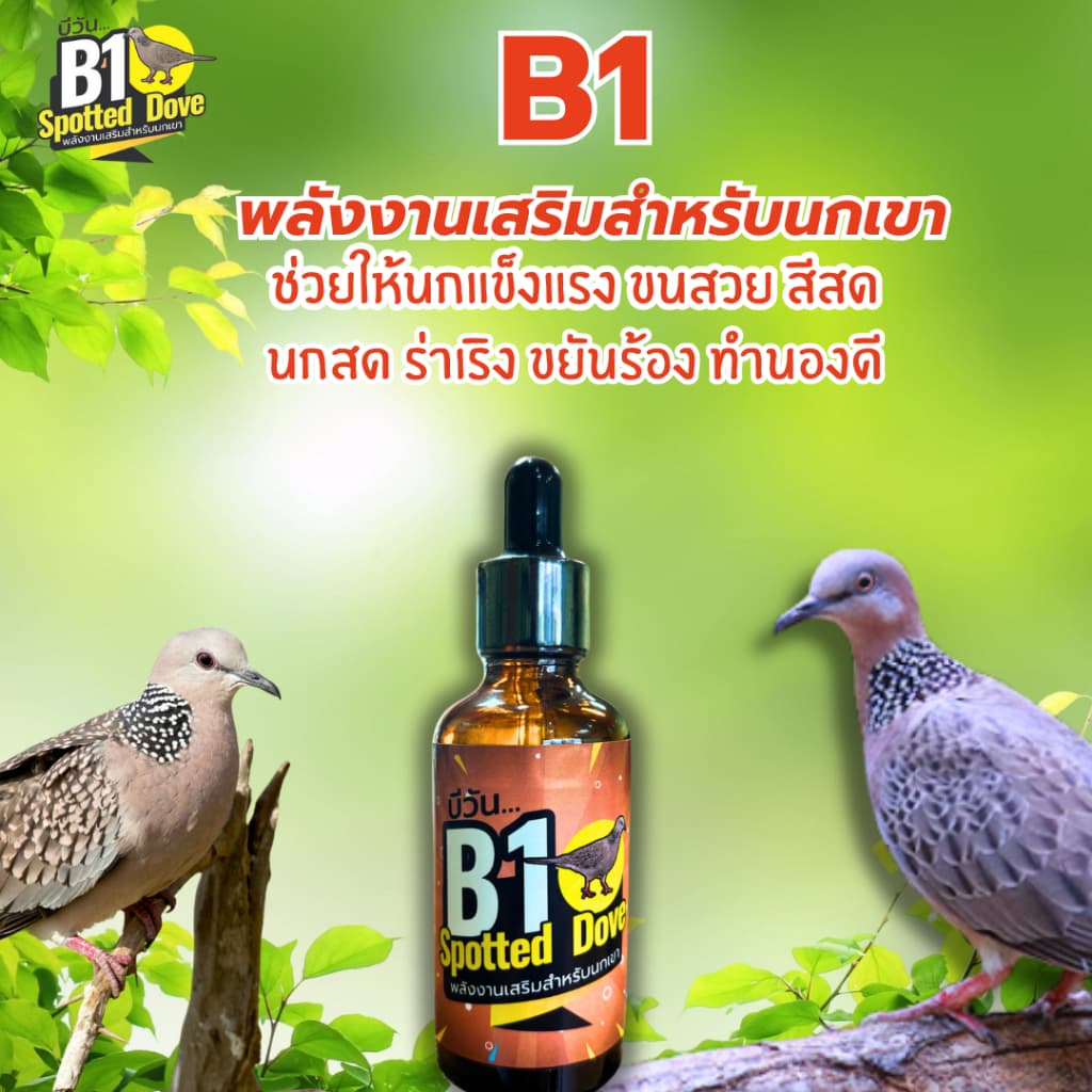 B1 Spotted Dove วิตามินนกเขา รูปที่ 1