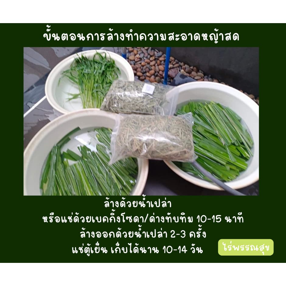 ใบหญ้าเนเปียร์สด ใหม่ปลอดสารพิษสำหรับสัตว์เต่ากระต่ายหนูแกสบี้ รูปที่ 5