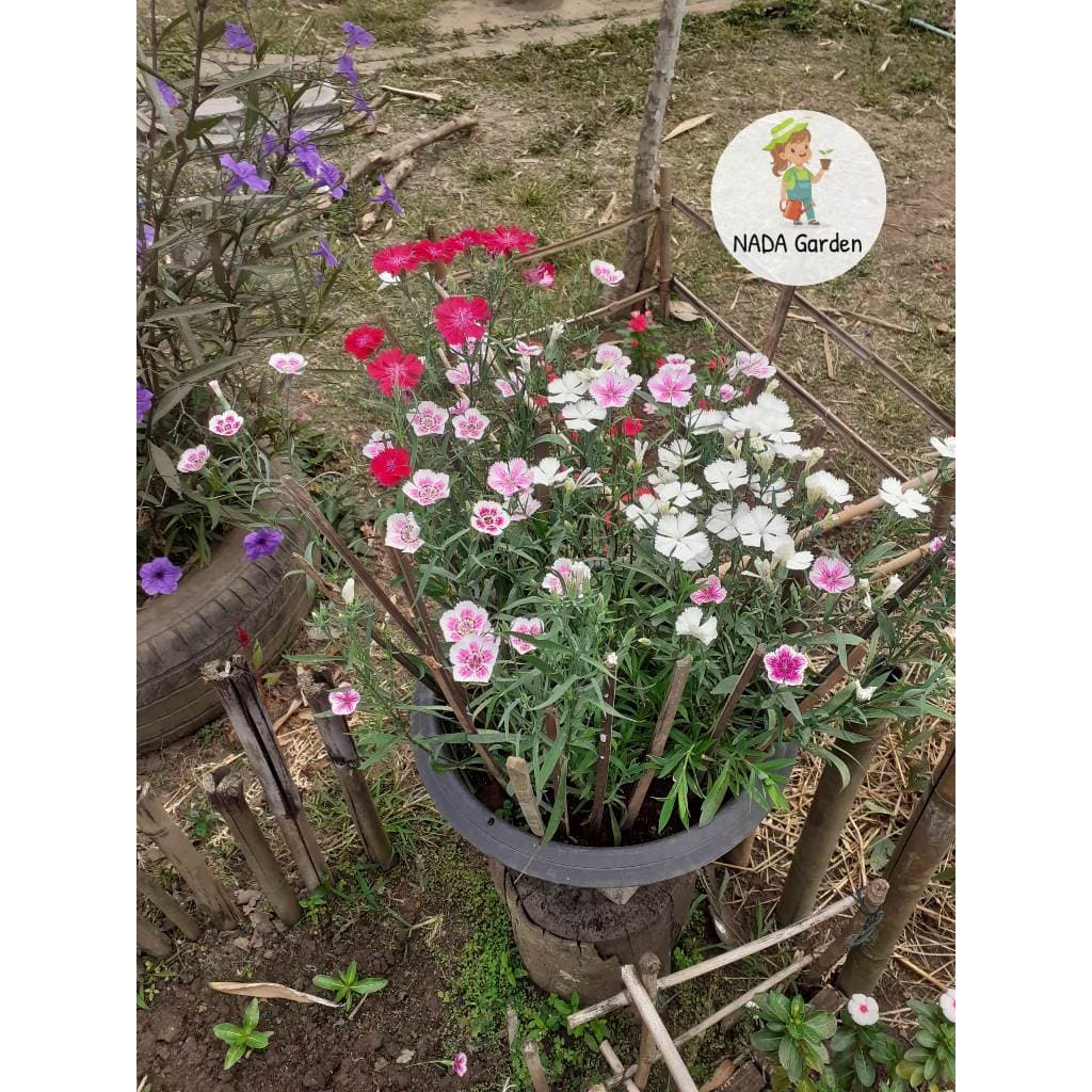 เมล็ดดอกผีเสื้อ Dianthus คละสี 200เมล็ด เมล็ดพันธุ์OPแท้ รูปที่ 5