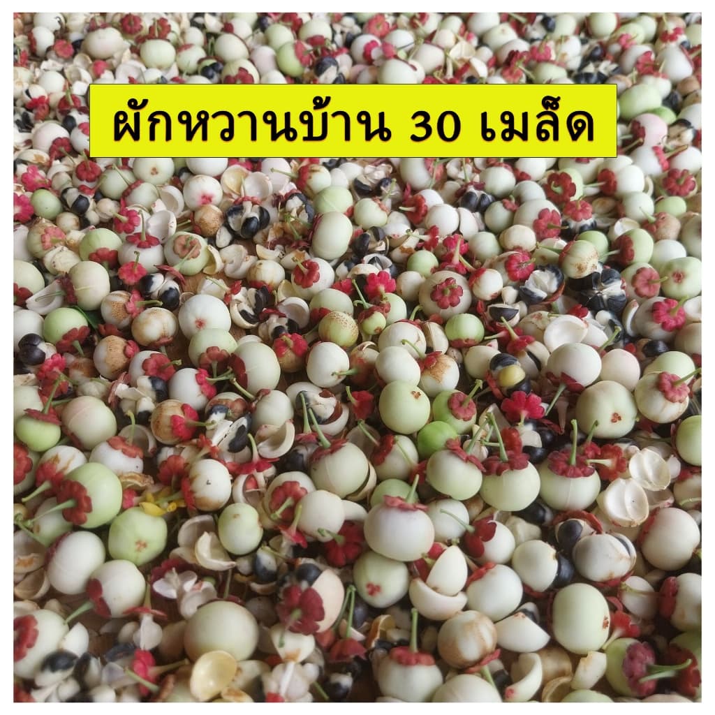 พืชผักสวนครัว สวนแทนใจ ไร่ดอกเหงื่อ เมล็ดพันธุ์ ปลูกต่อได้ รูปที่ 4