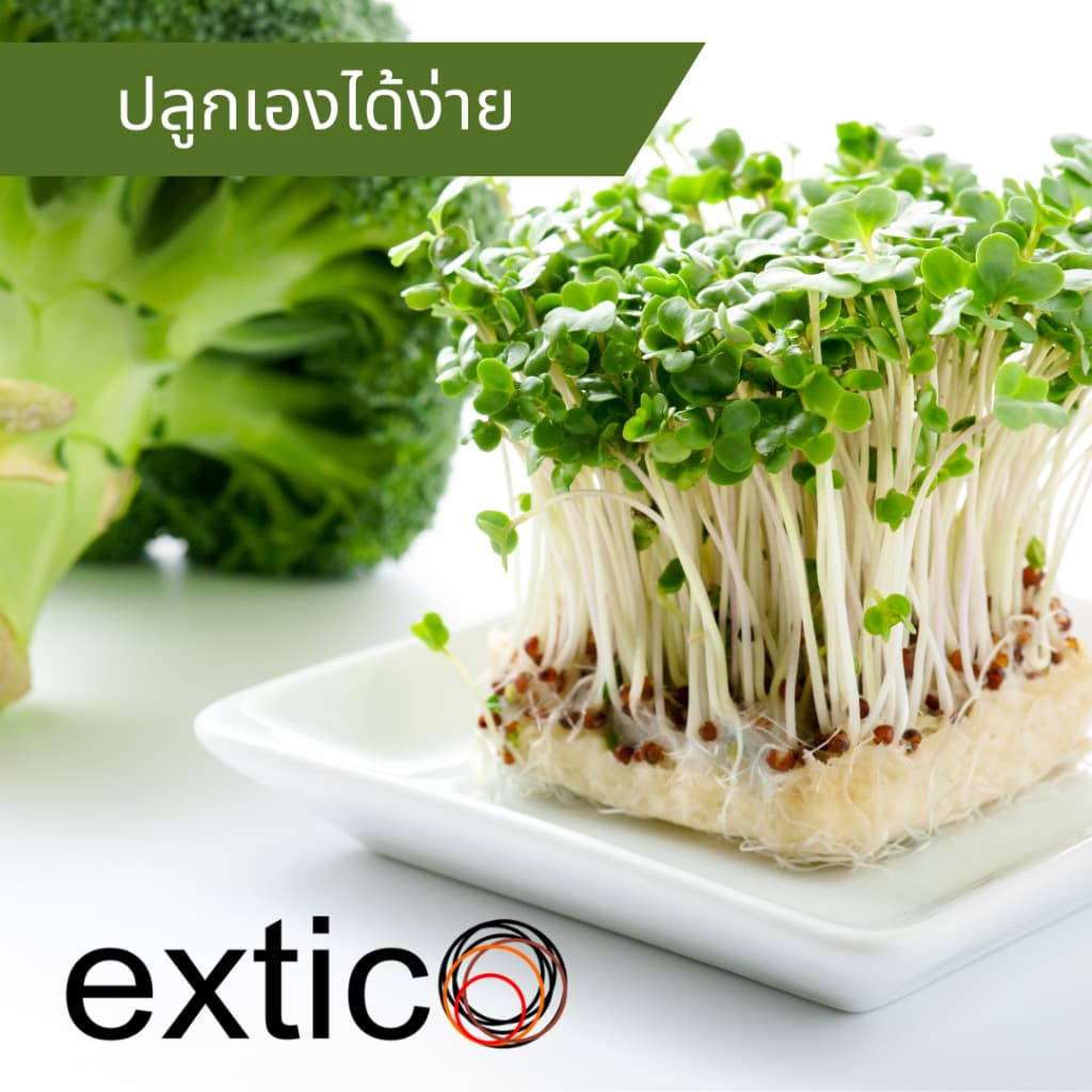 เมล็ดต้นอ่อนบล็อคโคลี่ 100 กรัม รูปที่ 2