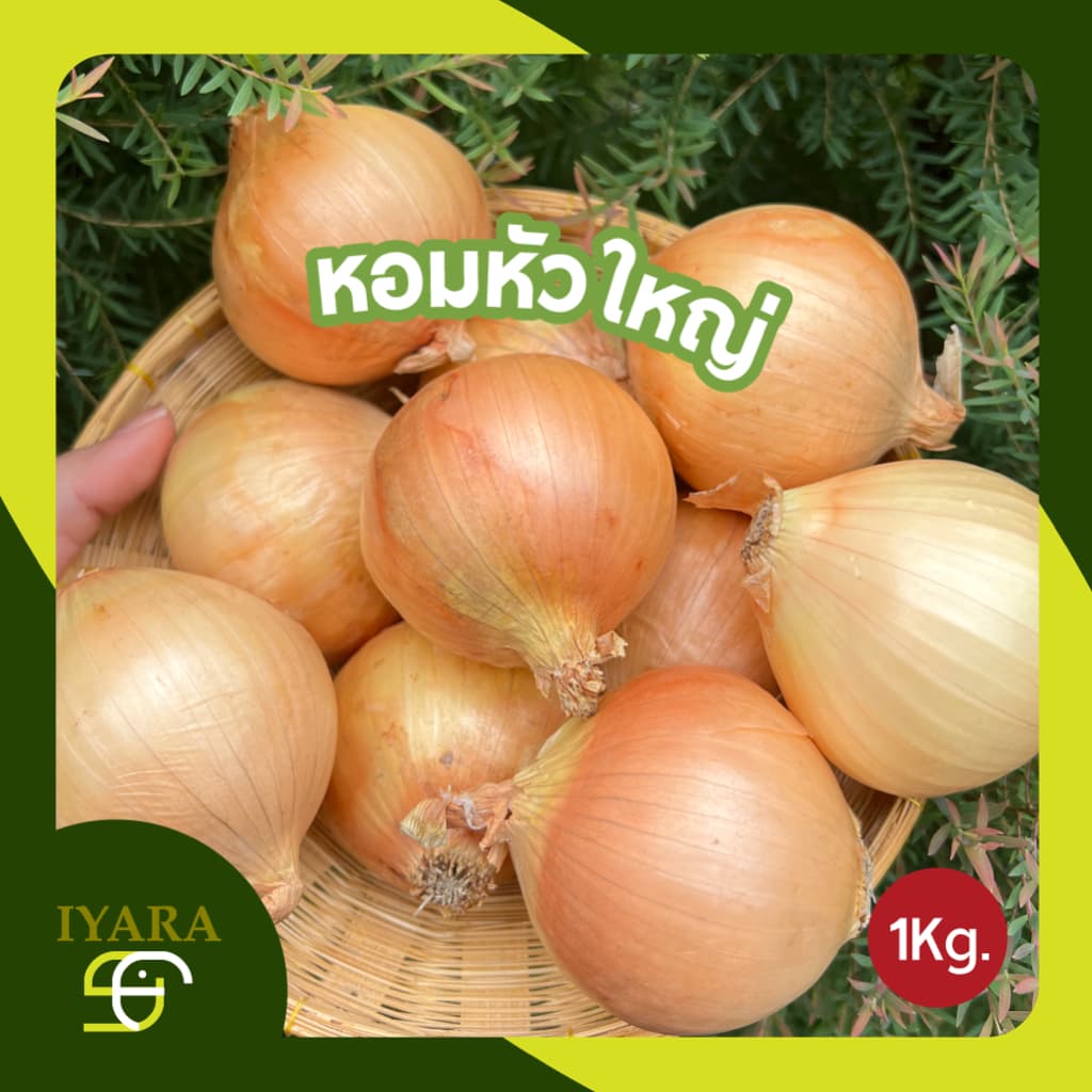 หอมหัวใหญ่ หอมใหญ่ไทย ขนาด1กิโลกรัม รูปที่ 1